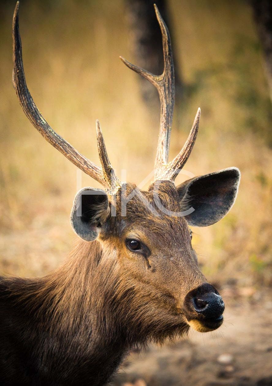 Photography from Hari Kiran - image 12