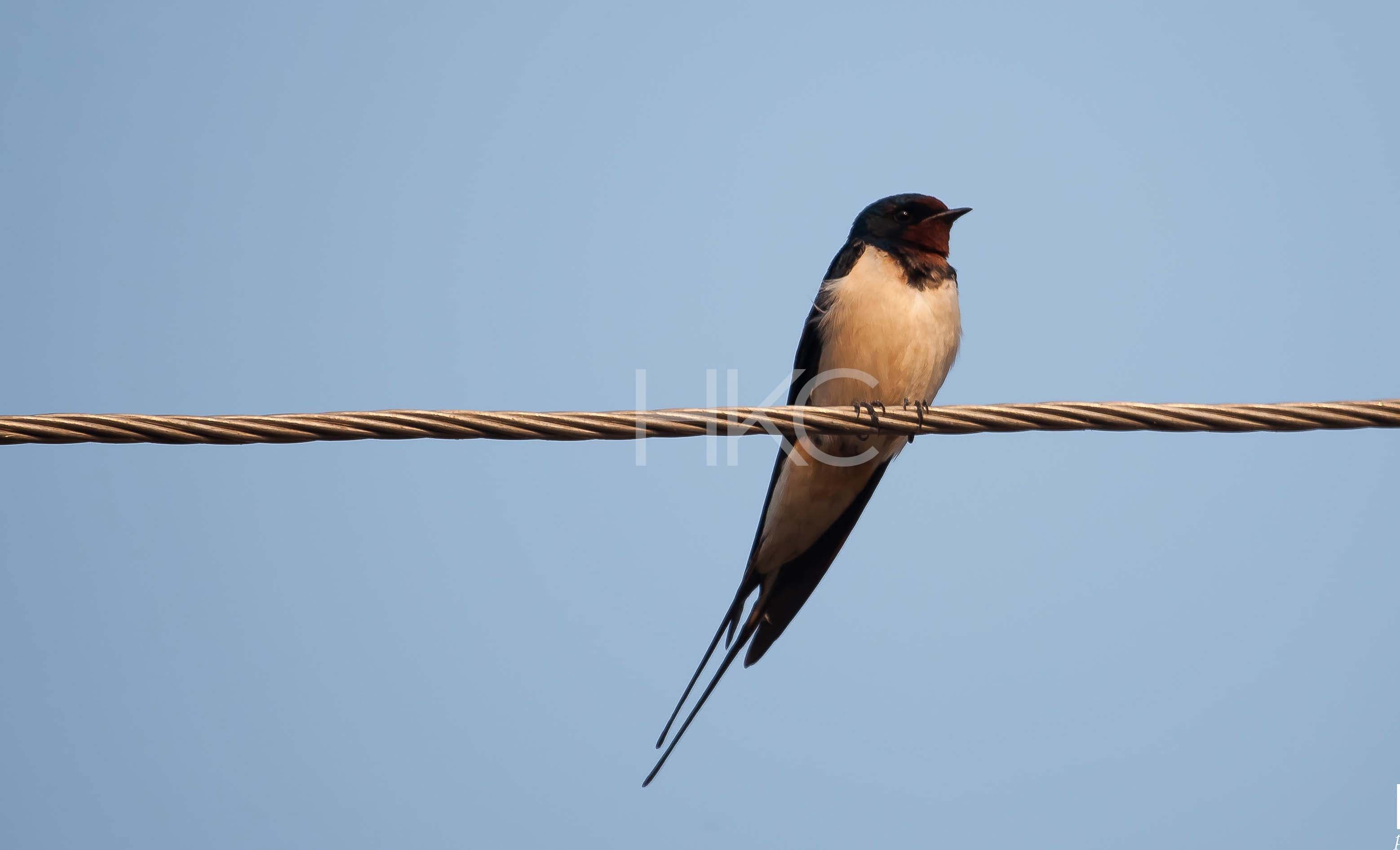 Photography from Hari Kiran - image 19