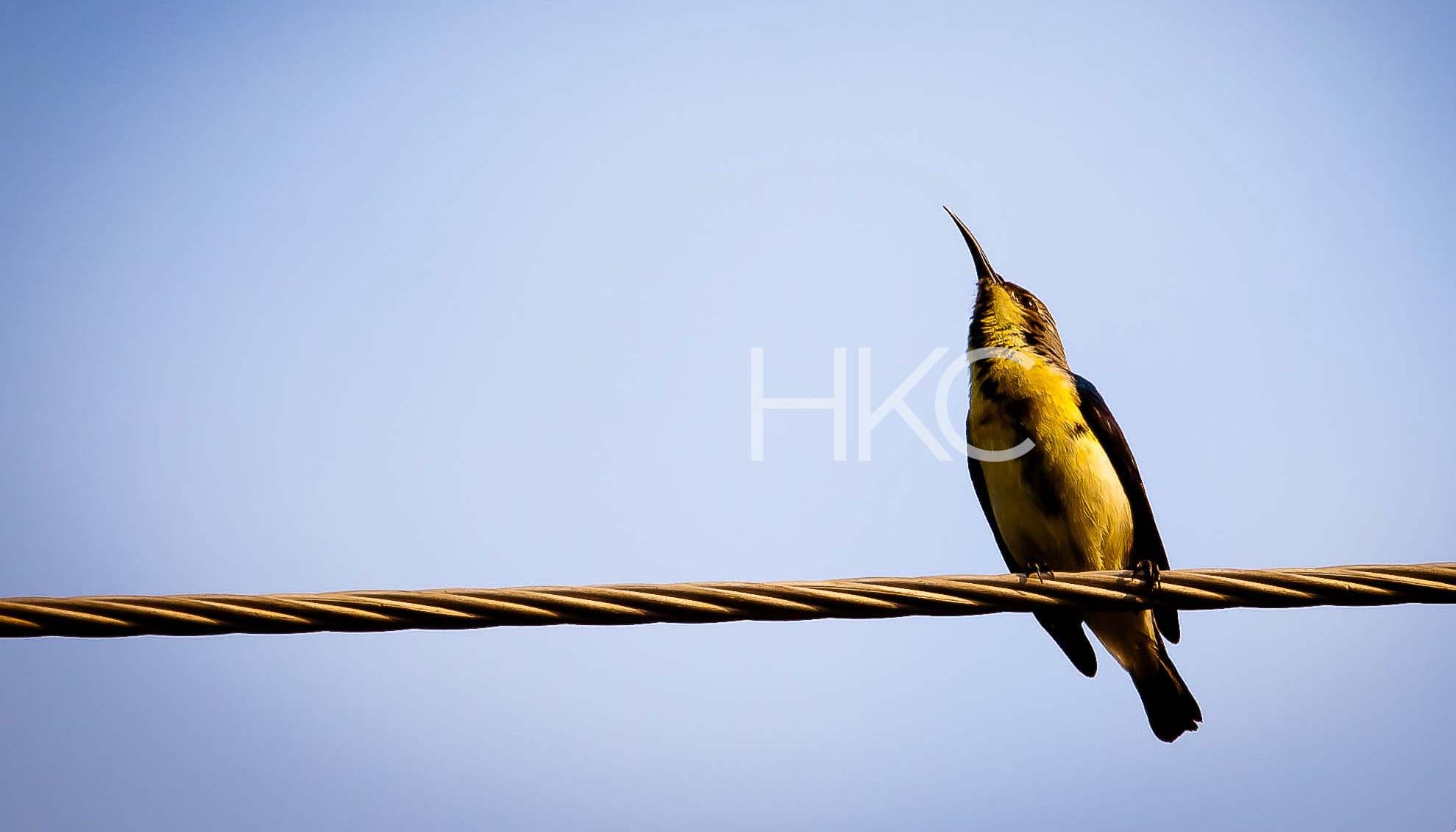 Photography from Hari Kiran - image 13
